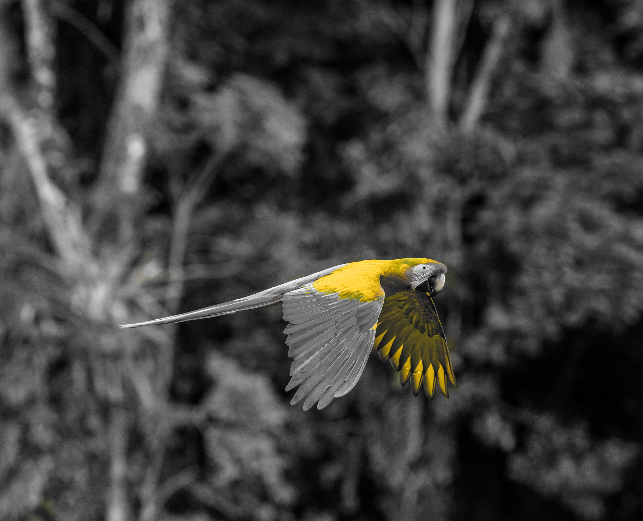 Bird flying