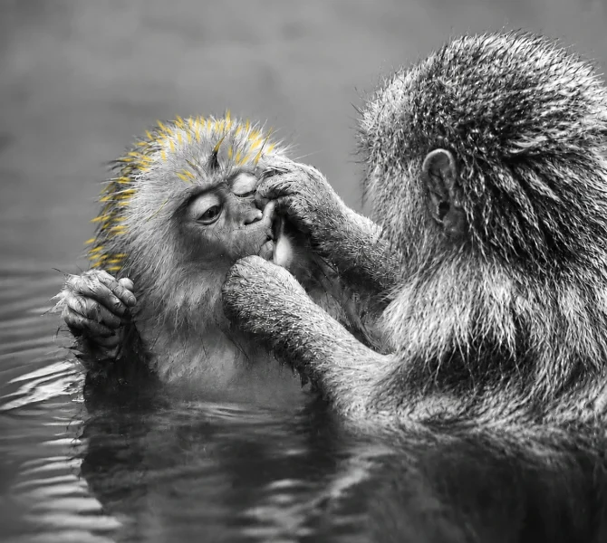 monkey